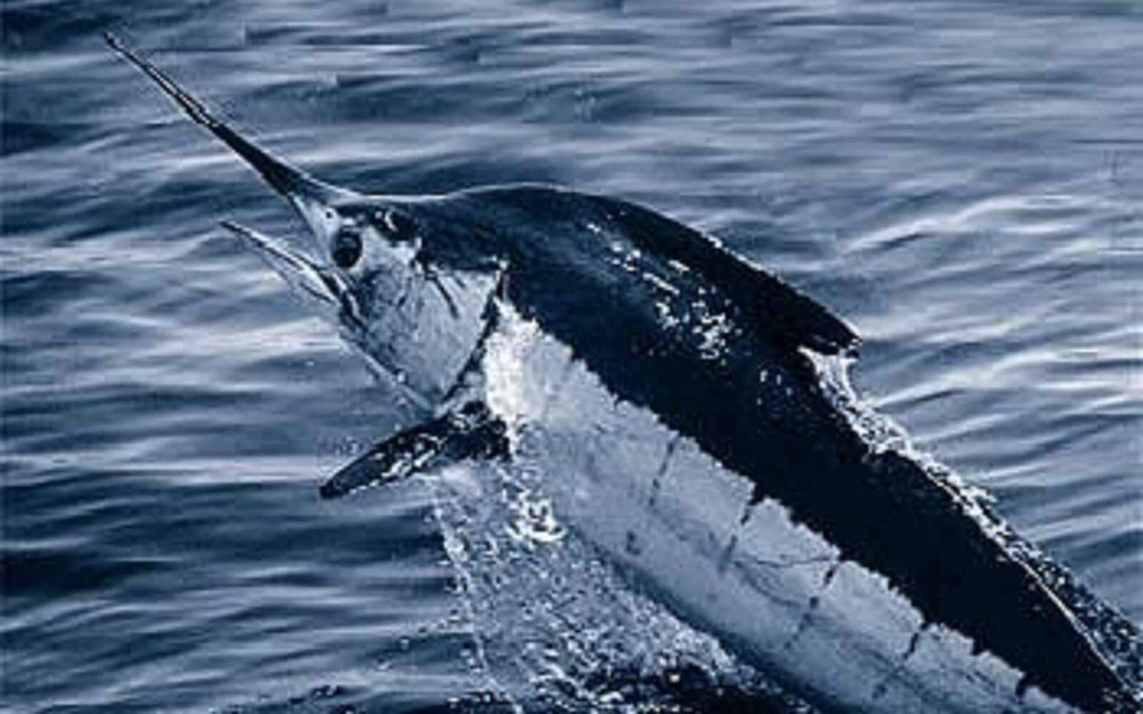 Atlantic blue marlin leaping from blue ocean water, its bill and dorsal fin visible above the surface.