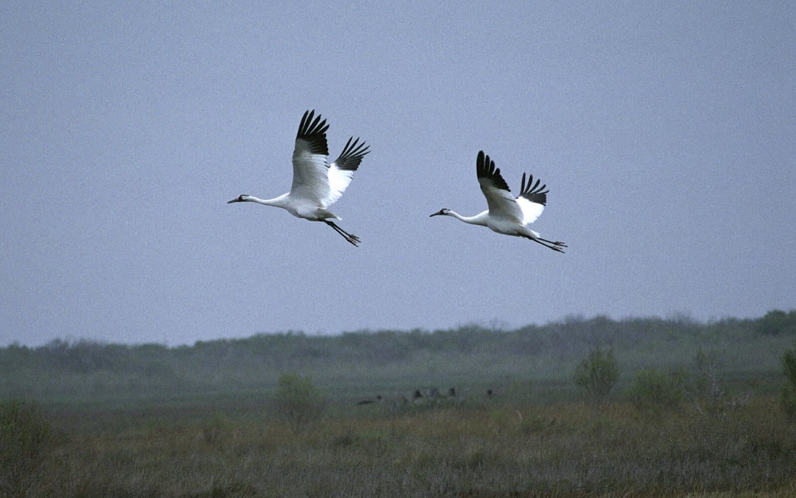 Two whooping cranes flying over a misty coastal marsh at Aransas National Wildlife Refuge.