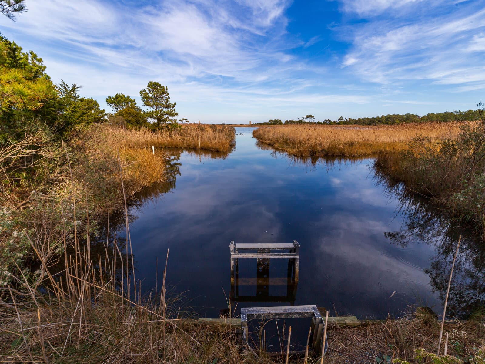 Still wetland water bordered by tall reeds and coastal brush, reflecting clouds at golden hour - representative of birding habitat at Joan and Scott Holt Paradise Pond.