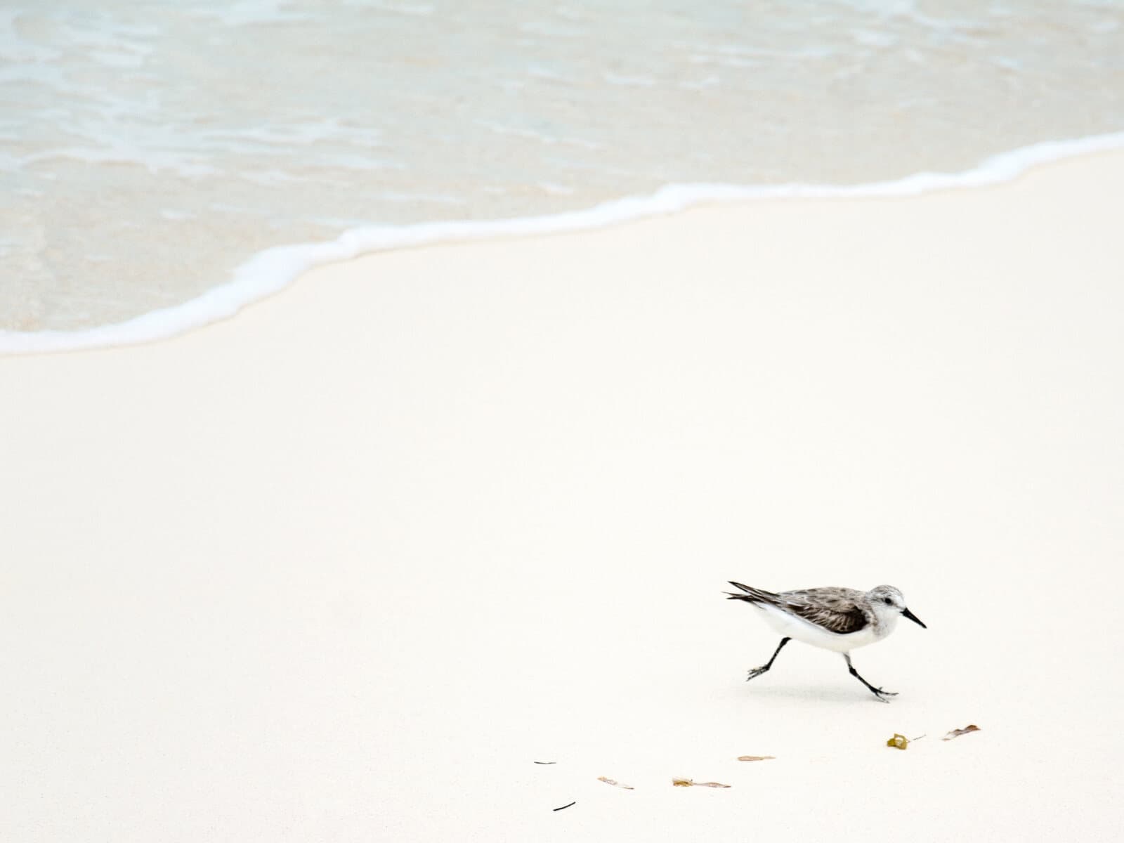 Small shorebird walking across pale wet sand beside a thin line of Gulf surf - representative of the quiet undeveloped shoreline of San Jose Island.